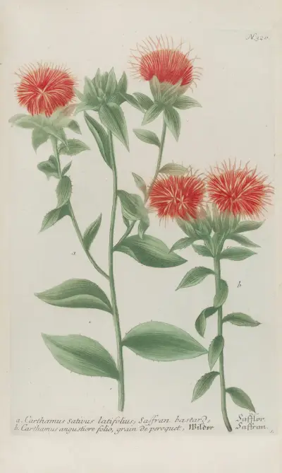 Phytanthoza iconographia Pl.043 av Johann Wilhelm Weinmann