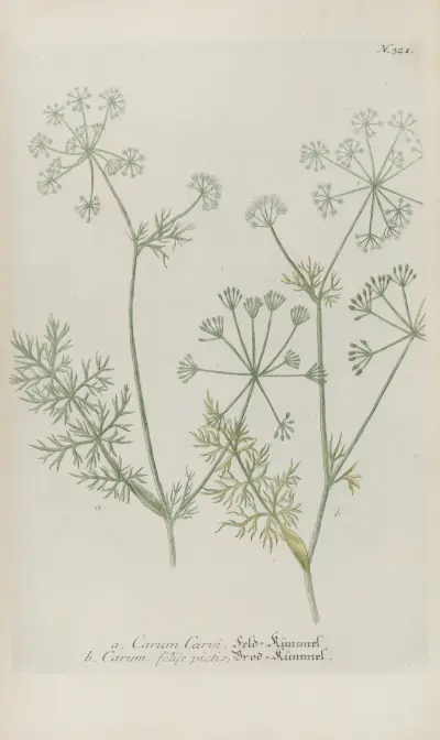 Phytanthoza iconographia Pl.044 av Johann Wilhelm Weinmann
