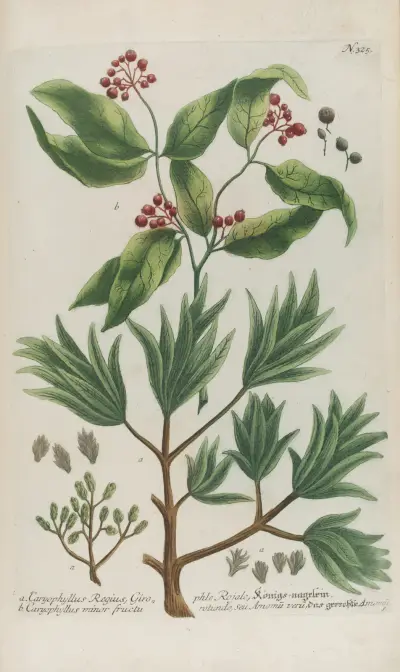 Phytanthoza iconographia Pl.048 av Johann Wilhelm Weinmann