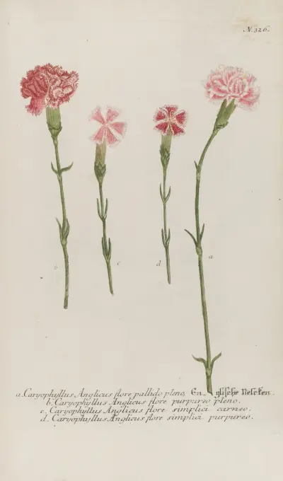 Phytanthoza iconographia Pl.049 av Johann Wilhelm Weinmann