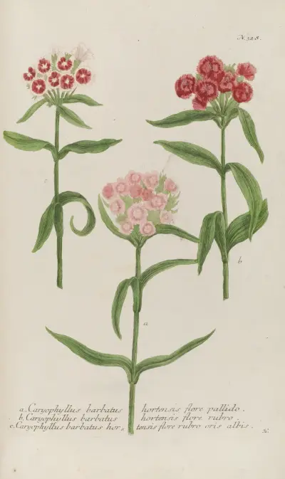 Phytanthoza iconographia Pl.051 av Johann Wilhelm Weinmann