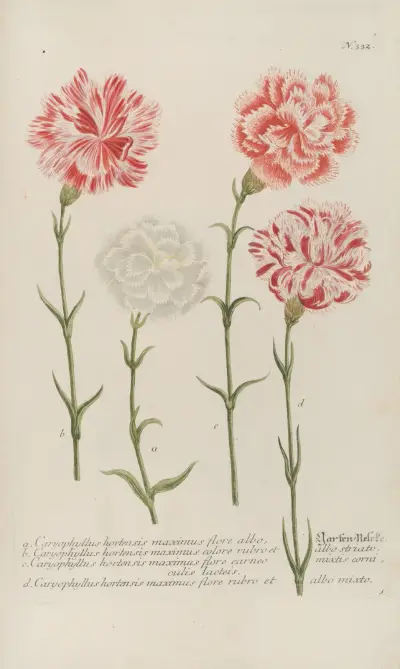 Phytanthoza iconographia Pl.055 av Johann Wilhelm Weinmann