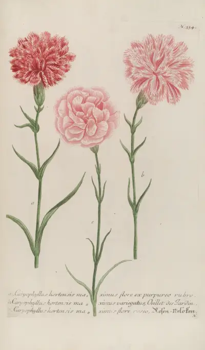 Phytanthoza iconographia Pl.057 av Johann Wilhelm Weinmann