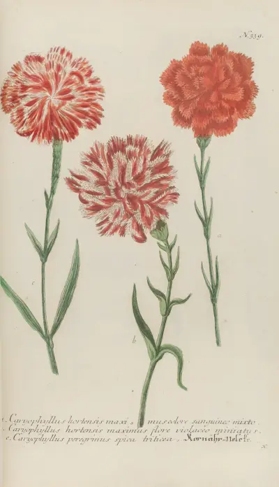 Phytanthoza iconographia Pl.062 av Johann Wilhelm Weinmann