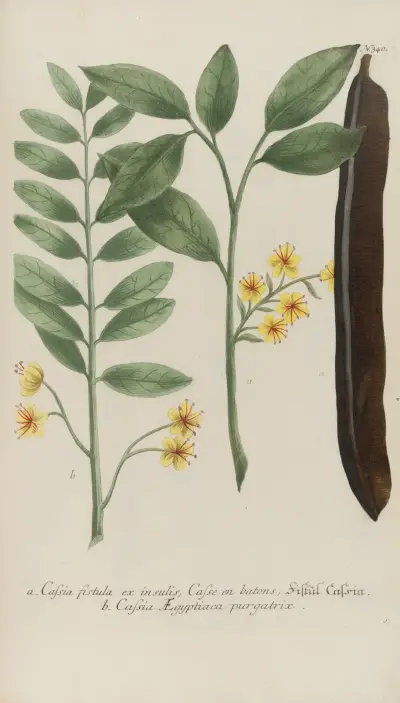 Phytanthoza iconographia Pl.063 av Johann Wilhelm Weinmann