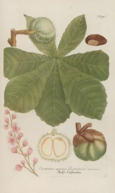 Phytanthoza iconographia Pl.065 av Johann Wilhelm Weinmann