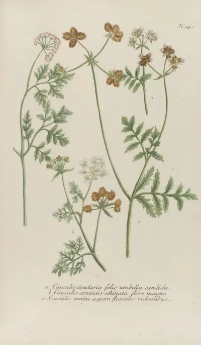 Phytanthoza iconographia Pl.067 av Johann Wilhelm Weinmann