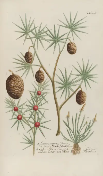 Phytanthoza iconographia Pl.069 av Johann Wilhelm Weinmann