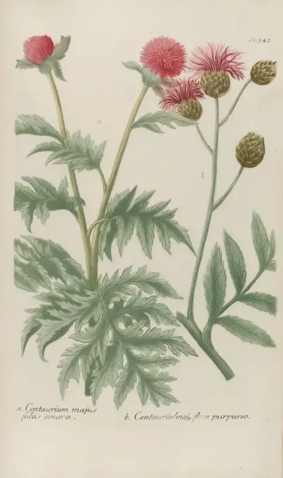 Phytanthoza iconographia Pl.070 av Johann Wilhelm Weinmann
