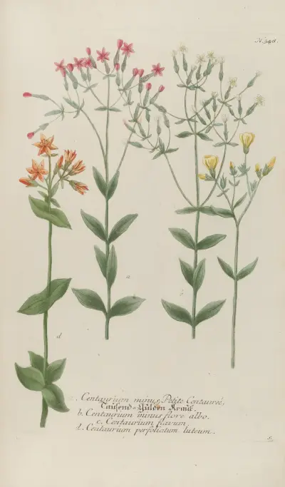 Phytanthoza iconographia Pl.071 av Johann Wilhelm Weinmann