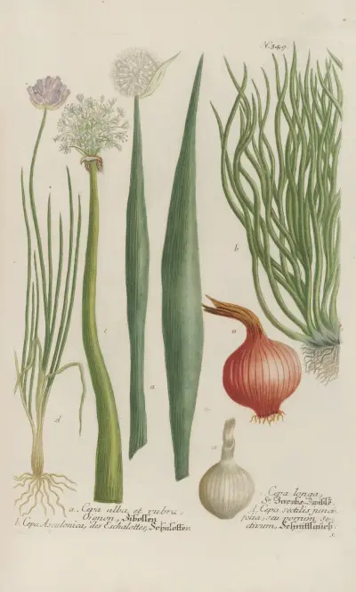 Phytanthoza iconographia Pl.072 av Johann Wilhelm Weinmann
