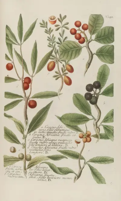 Phytanthoza iconographia pl. 73 av Johann Wilhelm Weinmann