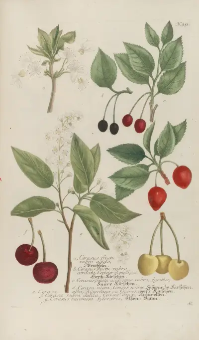 Phytanthoza iconographia Pl.074 av Johann Wilhelm Weinmann