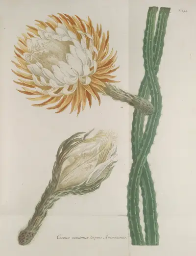 Phytanthoza iconographia Pl.077 av Johann Wilhelm Weinmann