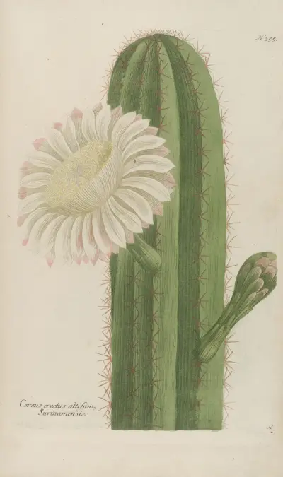 Phytanthoza iconographia Pl.078 av Johann Wilhelm Weinmann
