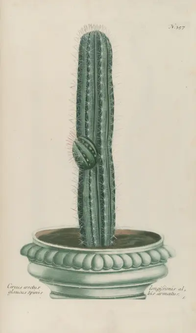 Phytanthoza iconographia Pl.080 av Johann Wilhelm Weinmann