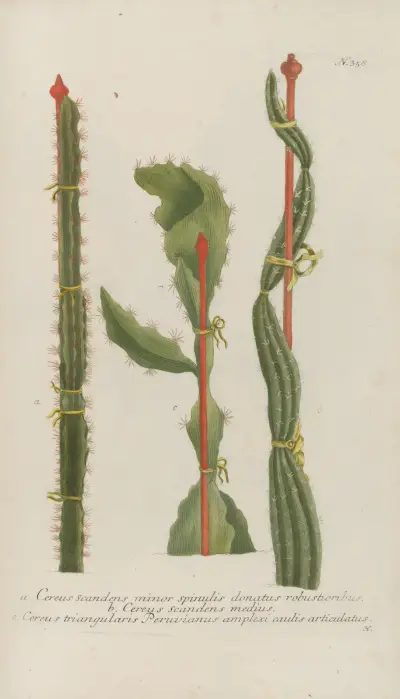 Phytanthoza iconographia Pl.081 av Johann Wilhelm Weinmann