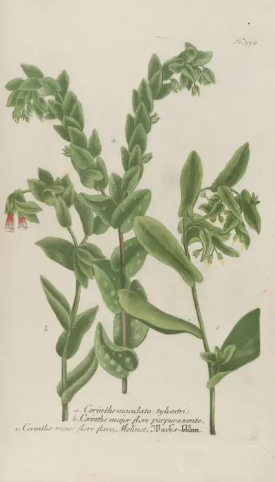 Phytanthoza iconographia Pl.082 av Johann Wilhelm Weinmann