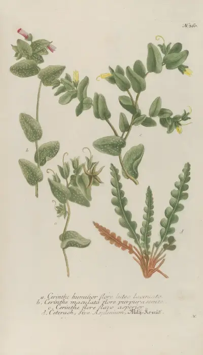Phytanthoza iconographia Pl.083 av Johann Wilhelm Weinmann