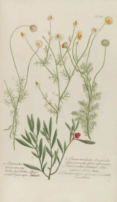 Phytanthoza iconographia Pl.085 av Johann Wilhelm Weinmann