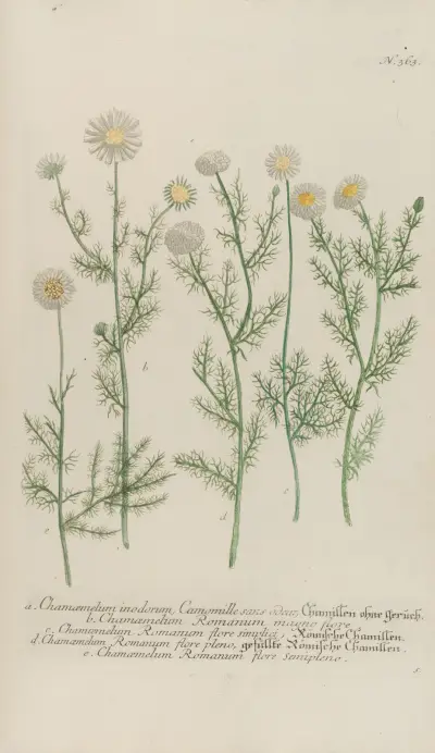 Phytanthoza iconographia Pl.086 av Johann Wilhelm Weinmann