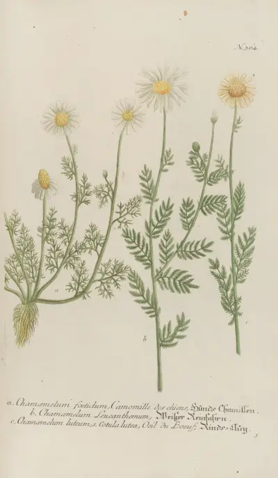 Phytanthoza iconographia Pl.087 av Johann Wilhelm Weinmann