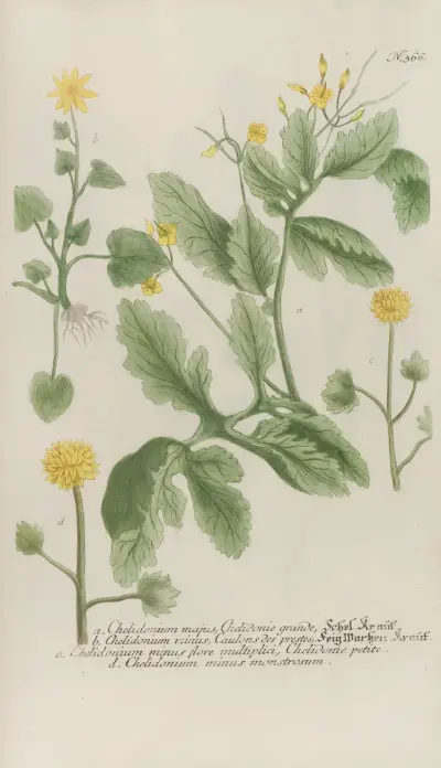 Phytanthoza iconographia Pl.089 av Johann Wilhelm Weinmann