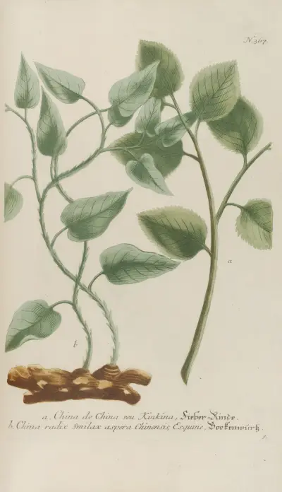 Phytanthoza iconographia Pl.090 av Johann Wilhelm Weinmann