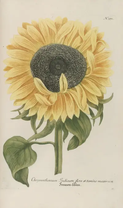 Phytanthoza iconographia Pl.094 av Johann Wilhelm Weinmann