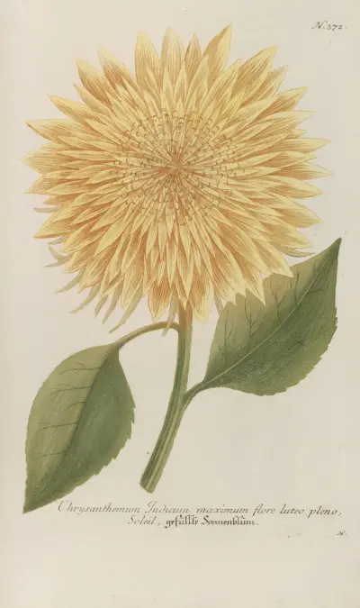 Phytanthoza iconographia Pl.095 av Johann Wilhelm Weinmann
