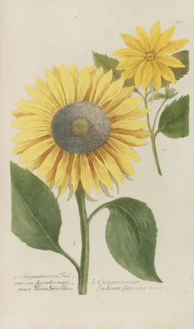 Phytanthoza iconographia Pl.096 av Johann Wilhelm Weinmann