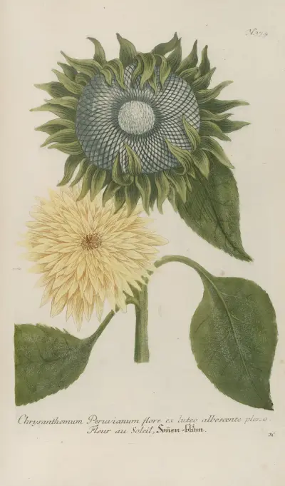 Phytanthoza iconographia Pl.097 av Johann Wilhelm Weinmann