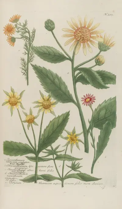 Phytanthoza iconographia Pl.098 av Johann Wilhelm Weinmann