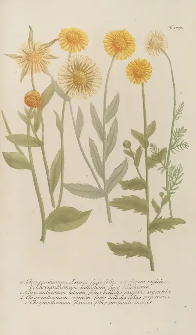 Phytanthoza iconographia Pl.100 av Johann Wilhelm Weinmann