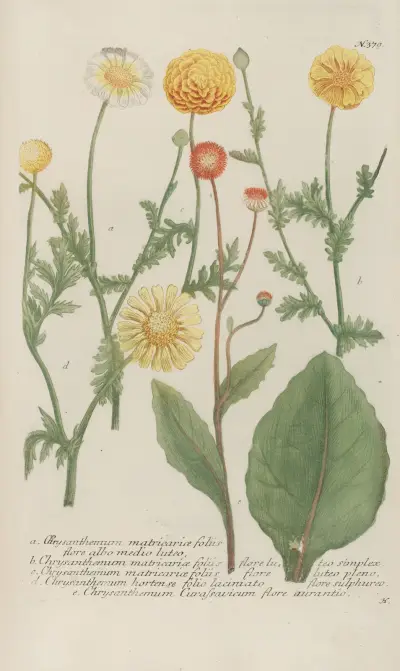 Phytanthoza iconographia Pl.102 av Johann Wilhelm Weinmann