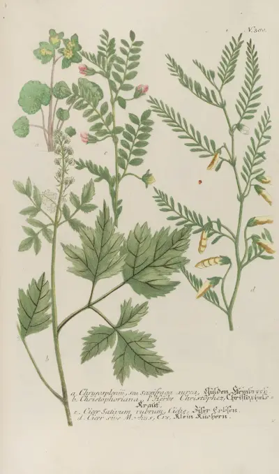 Phytanthoza iconographia Pl.103 av Johann Wilhelm Weinmann