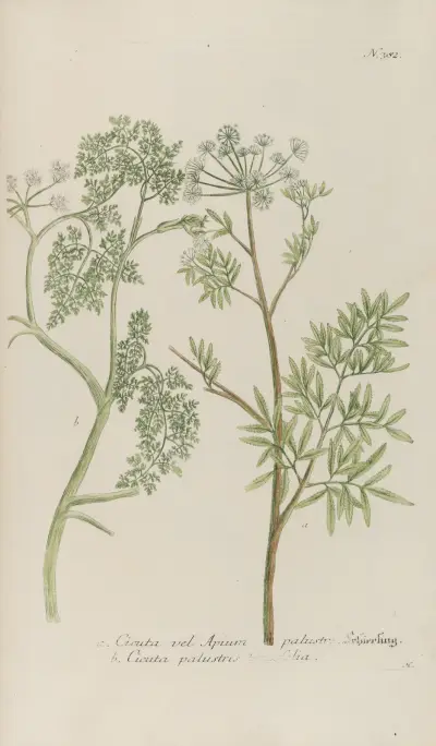 Phytanthoza iconographia Pl.105 av Johann Wilhelm Weinmann