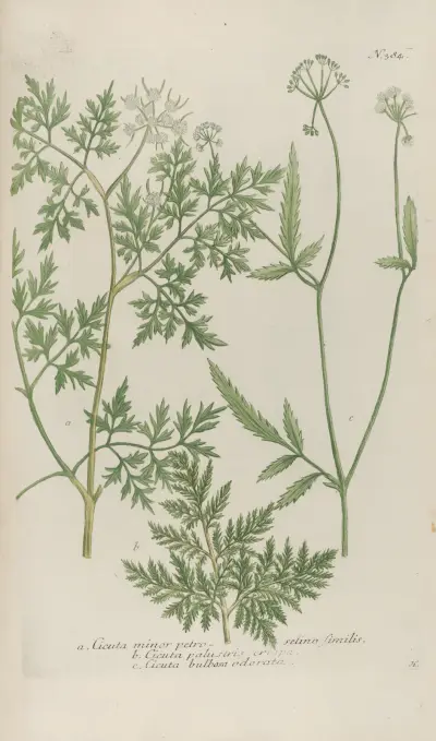 Phytanthoza iconographia Pl.107 av Johann Wilhelm Weinmann