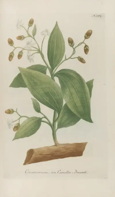 Phytanthoza iconographia Pl.108 av Johann Wilhelm Weinmann