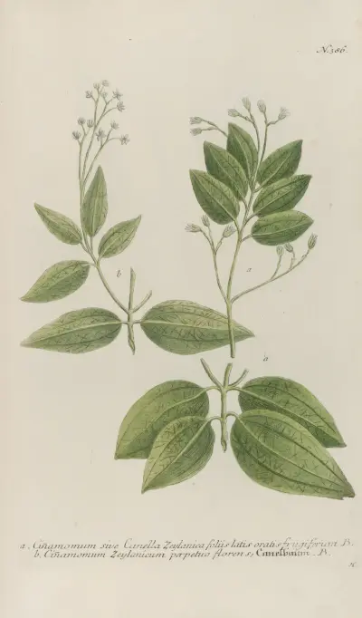 Phytanthoza iconographia Pl.109 av Johann Wilhelm Weinmann