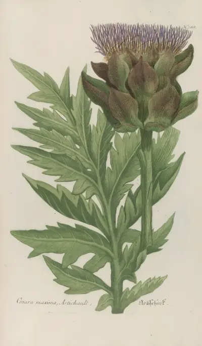 Phytanthoza iconographia Pl.111 av Johann Wilhelm Weinmann