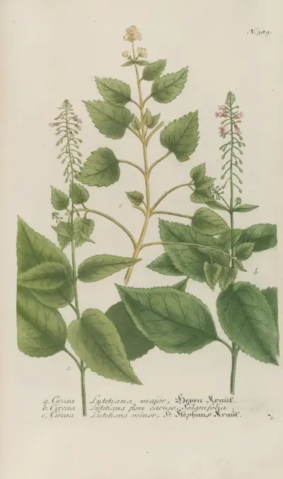Phytanthoza iconographia Pl.112 av Johann Wilhelm Weinmann