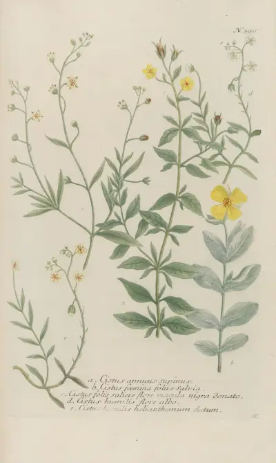 Phytanthoza iconographia Pl.113 av Johann Wilhelm Weinmann
