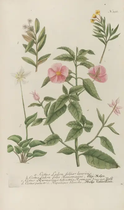 Phytanthoza iconographia Pl.115 av Johann Wilhelm Weinmann