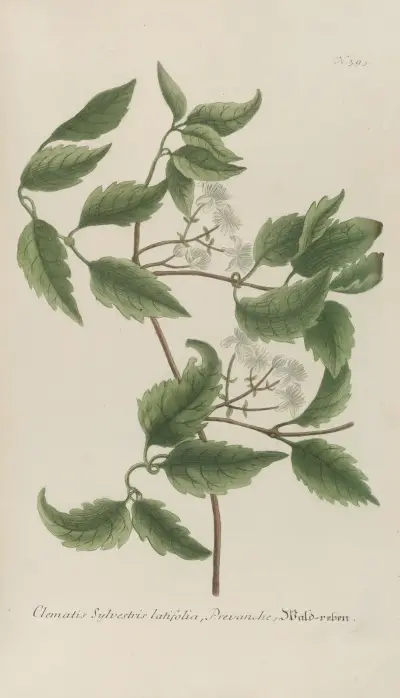 Phytanthoza iconographia pl. 116 av Johann Wilhelm Weinmann
