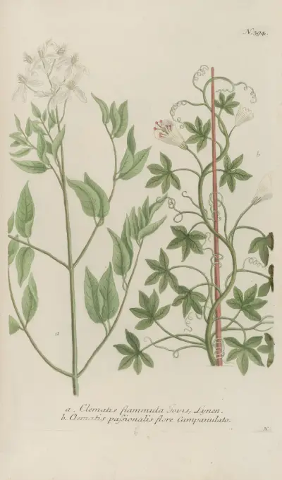 Phytanthoza iconographia Pl.117 av Johann Wilhelm Weinmann