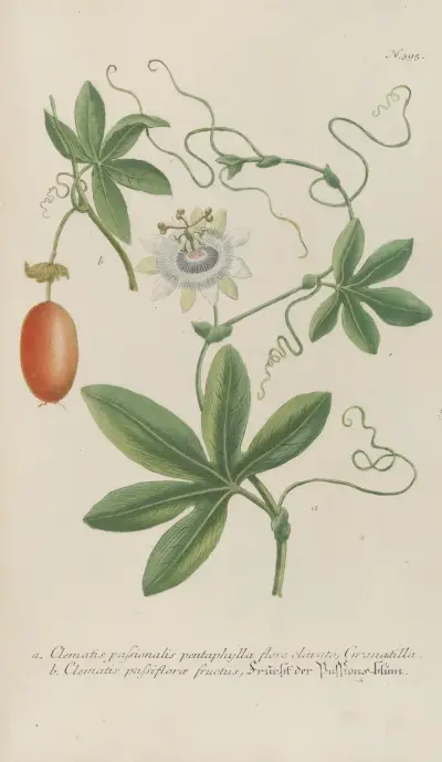 Phytanthoza iconographia Pl.118 av Johann Wilhelm Weinmann
