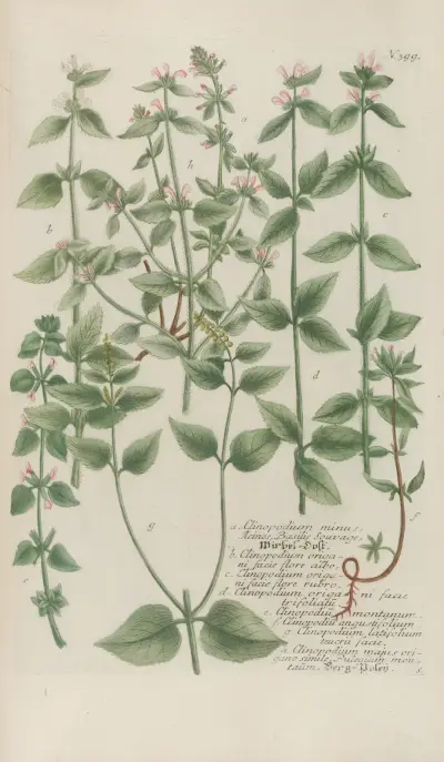 Phytanthoza iconographia Pl.122 av Johann Wilhelm Weinmann
