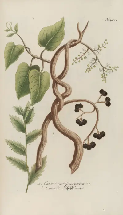 Phytanthoza iconographia Pl.123 av Johann Wilhelm Weinmann
