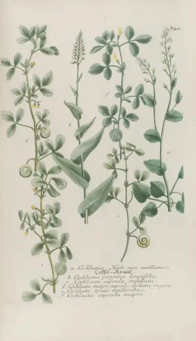 Phytanthoza iconographia Pl.124 av Johann Wilhelm Weinmann